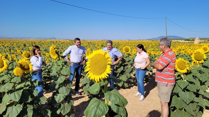 El consejero Antonio Luengo demanda a la Comisión Europea que deje sin efecto la supresión de ayudas al girasol, cultivo en auge en la Región