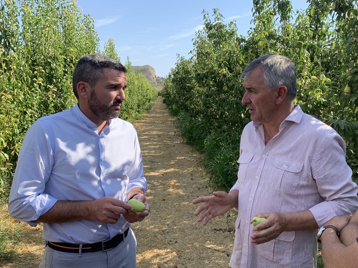 El consejero Antonio Luengo junto al presidente de la Denominación de Origen Pera de Jumilla, José Verdú, durante la visita a una finca para conocer los trabajos de recolección