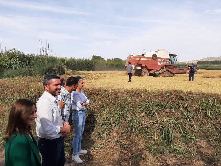 El consejero Antonio Luengo durante su visita a la siega de arroz de la DO Calasparra.
