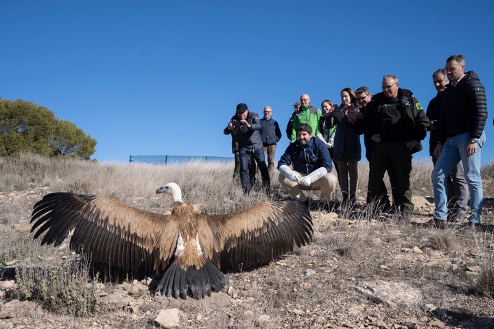 López Miras libera dos ejemplares de buitre leonado en la sierra caravaqueña de Mojantes