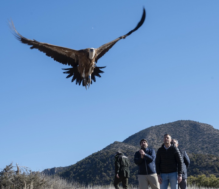 López Miras libera dos ejemplares de buitre leonado en la sierra caravaqueña de Mojantes (3)