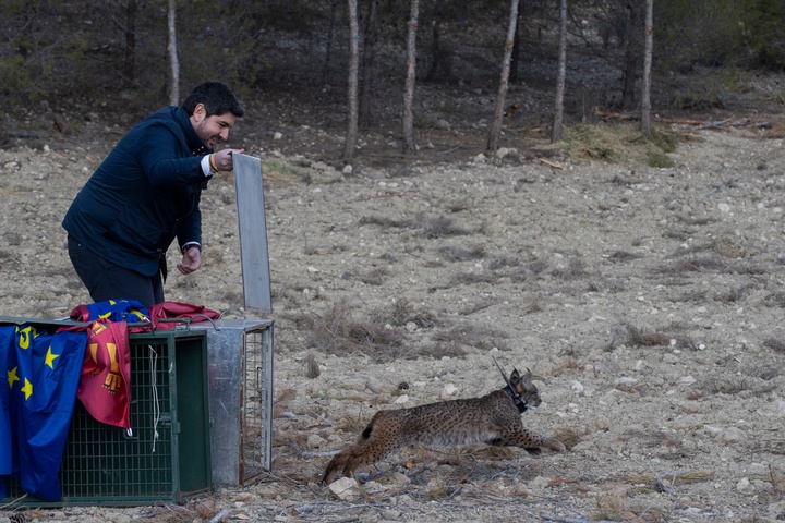 López Miras participa en la suelta de tres ejemplares de lince ibérico en el entorno del Pantano de Puentes, en Lorca (2)