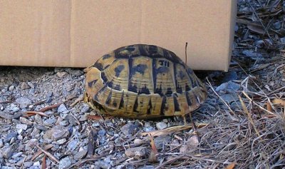 Tortuga Mora
