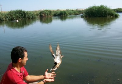 Liberación de aves en la Rambla de las Moreras