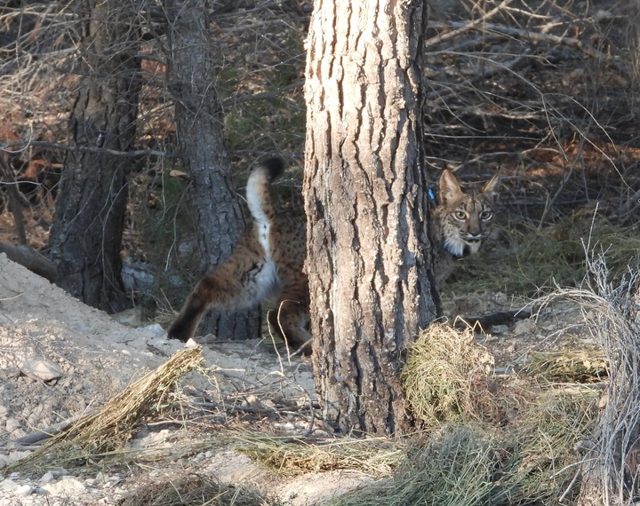 Imagen del lince Torrealvilla en la zona de Las Tierras Altas de Lorca.