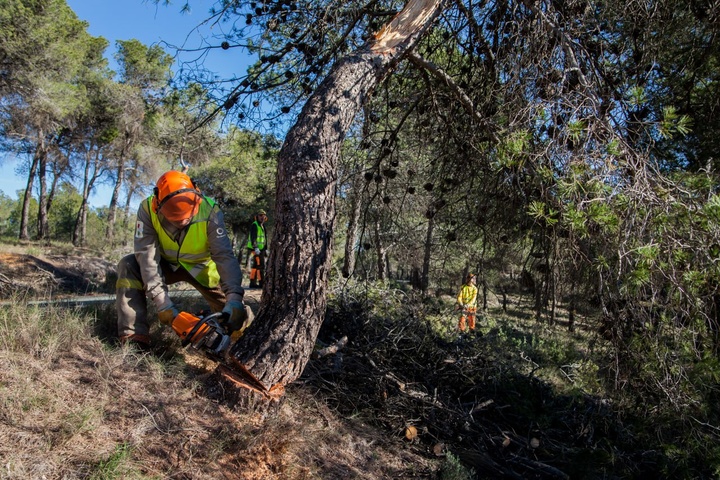 Labores selvícolas de clareo en Murcia