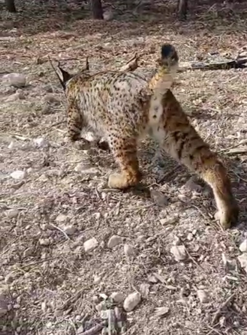 Uno de los linces que fueron liberados en la zona de aclimatación