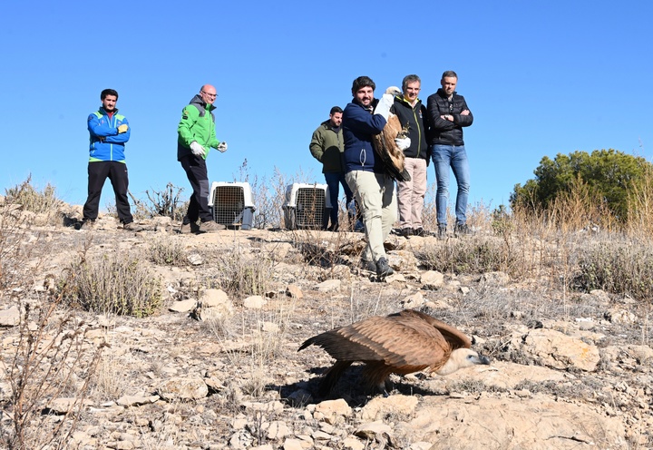 López Miras libera dos ejemplares de buitres leonados recuperados en el Centro de El Valle (2)