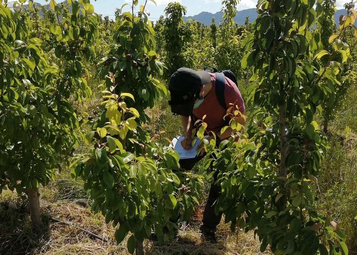 Imagen del artículo El Gobierno regional impulsa la mejora de la rentabilidad y sostenibilidad del cultivo de la pera de Jumilla a través del control biológico de plagas