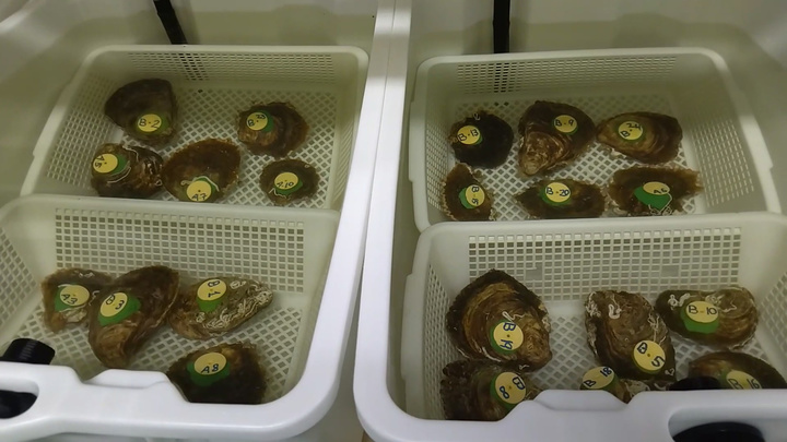 Imagen del artículo La Comunidad da luz verde a la instalación de cestos con ostras para el estudio de la reducción de nutrientes en el Mar Menor
