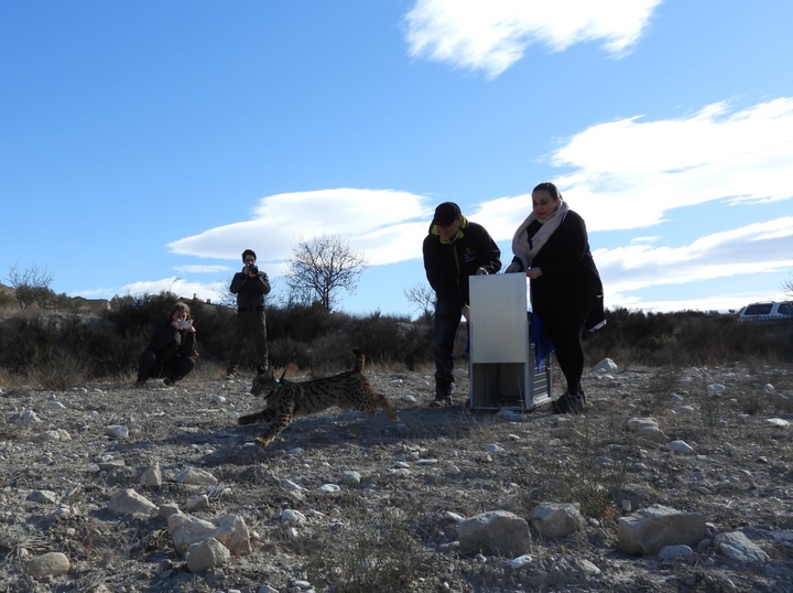 Imagen del artículo La Región continúa con la reintroducción del lince con la suelta de otros tres ejemplares