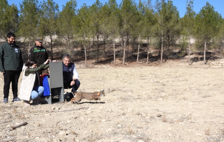 Imagen del artículo El Gobierno regional libera una hembra de lince ibérico en el área de reintroducción de las Tierras Altas de Lorca