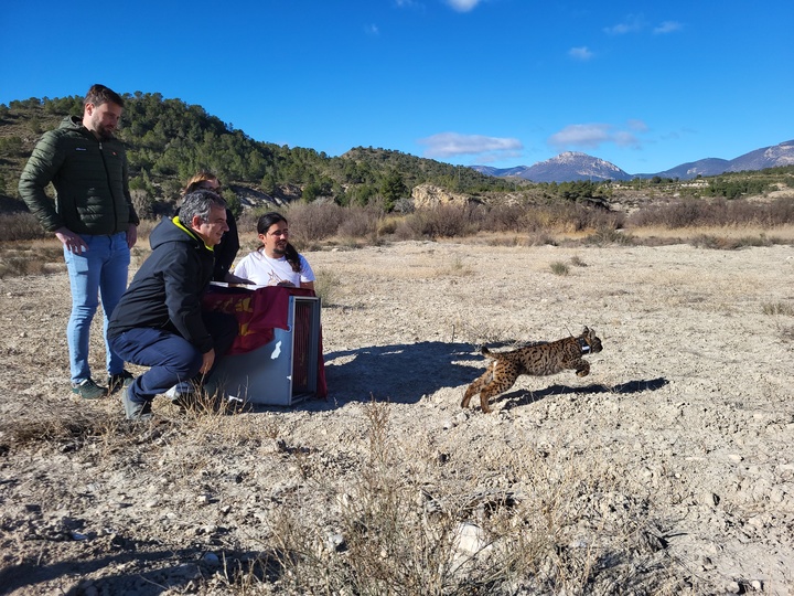 El consejero de Medio Ambiente, Universidades, Investigación y Mar Menor, Juan María Vázquez, observa la carrera del lince ibérico 'Uri' en la suelta dura celebrada en Lorca.