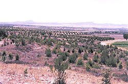 Forestación de Encinas y Pinos con otras especies acompañantes, en la pedanía de La Paca (Lorca). (Junio 2003)