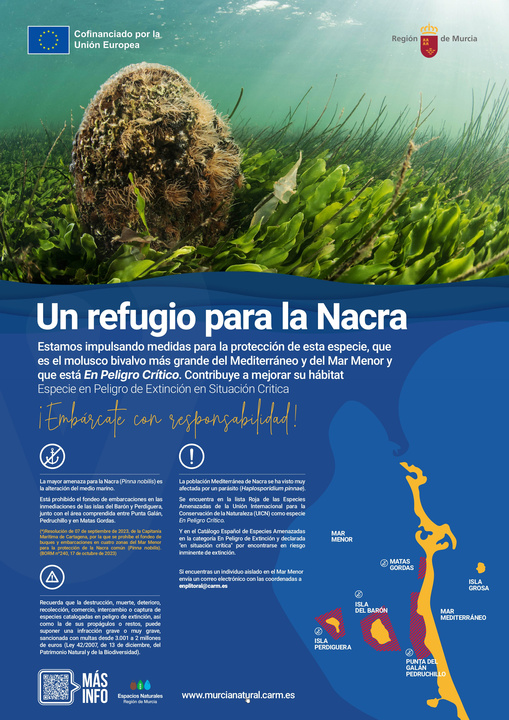 Imagen del artículo El Gobierno regional pone en marcha la campaña de información y protección '¡Cuidamos la nacra!' en el Mar Menor