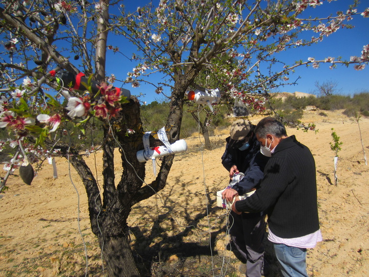 Trabajos de los investigadores del IMIDA para detectar plagas en el almendro