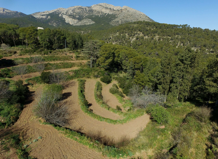 Uno de los bancales de Sierra Espuña a medio recuperar.