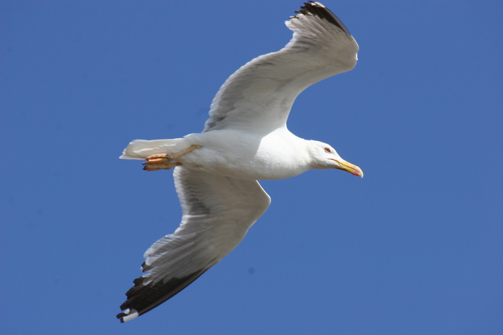 Vuelo de una gaviota patiamarilla en la zona del Parque Regional de Las Salinas y Arenales de San Pedro del Pinatar.