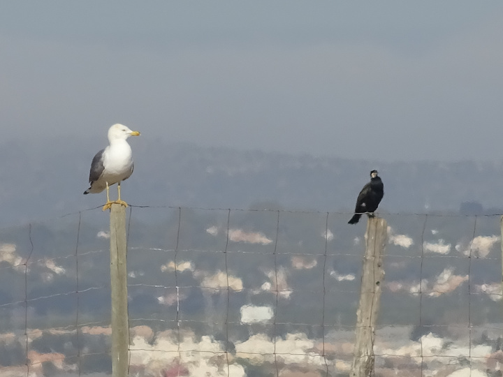 Una gaviota patiamarilla posada sobre la valla, junto a un cormorán, en la zona del Parque Regional de Las Salinas y Arenales de San Pedro del Pinatar.