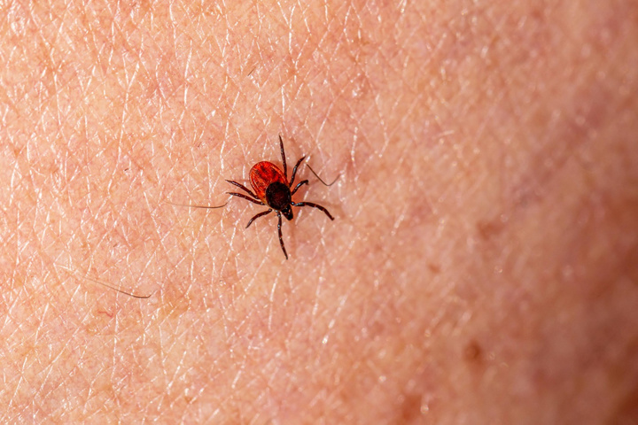 Imagen del artículo Salud lanza recomendaciones para prevenir la Enfermedad de Lyme, que se transmite por la picadura de garrapatas