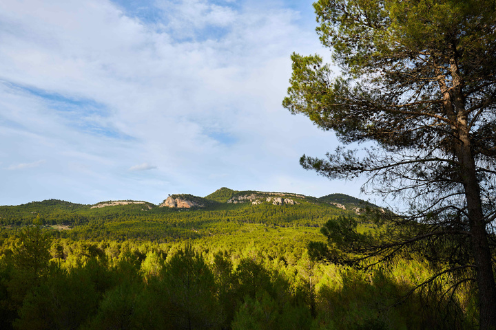 Masa forestal de pino carrasco.