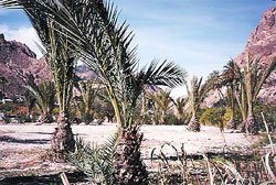 Entorno repoblado con palmeras