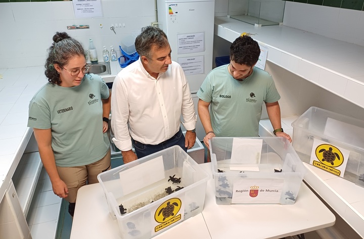 Imagen del artículo El nido de tortugas bobas de La Manga inicia su eclosión y 53 neonatos son trasladados al Centro de Recuperación de El Valle