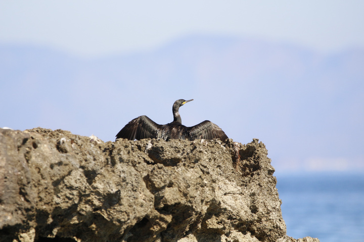 Cormorán grande posado entre las rocas próximas a la base aérea de San Javier.