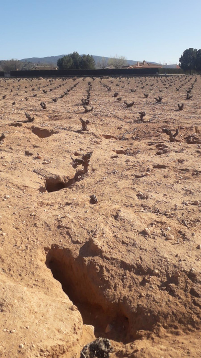 Desperfectos causados debido a la proliferación del conejo silvestre (2)