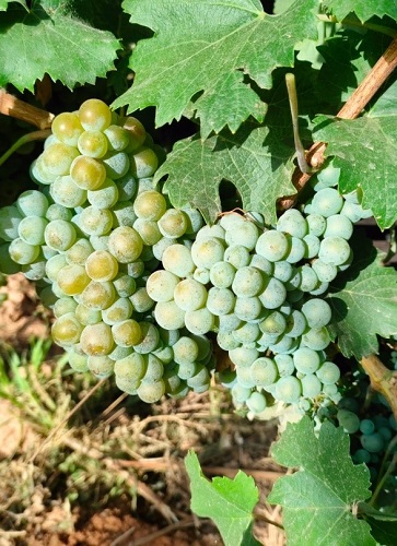 Uva de vinificación