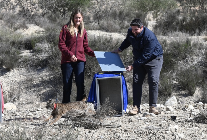 El presidente de la Comunidad, Fernando López Miras, y la vicepresidenta tercera y ministra para la Transición Ecológica y el Reto Demográfico, Sara Aagesen, liberan al lince Vilna