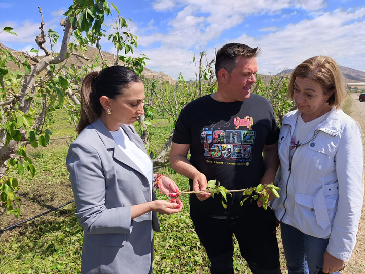 Rubira visita cultivos afectados por el pedrisco en el Altiplano e informa a los agricultores de que los técnicos han comenzado a realizar las valoraciones de los daños (1)