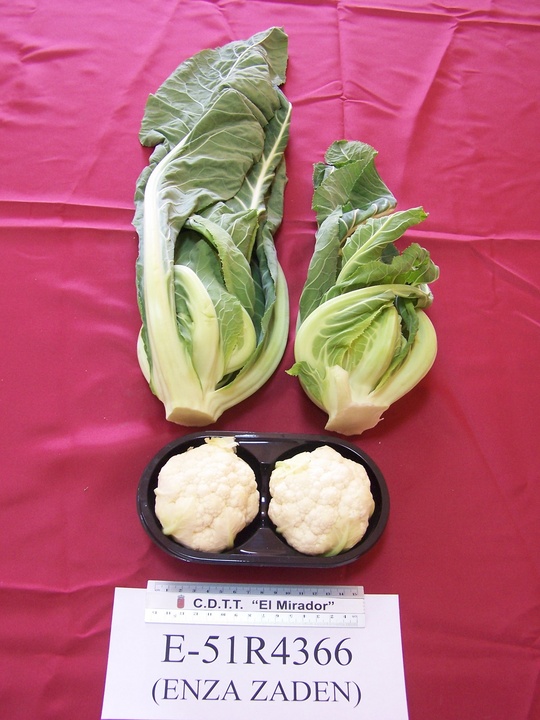 Variedades de coliflor 1