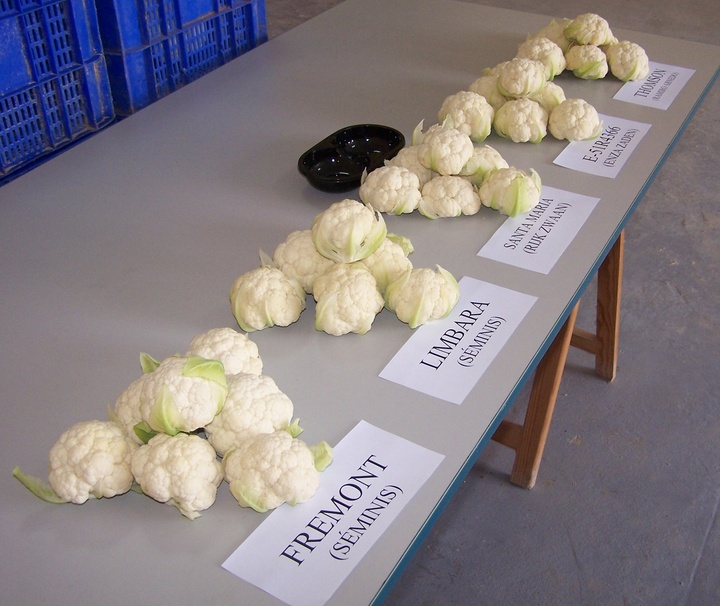 Cultivo de coliflor en la Región de Murcia