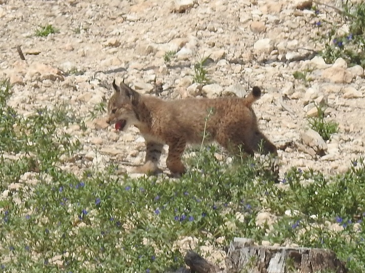 Primeros cachorros de lince ibérico nacidos en la Región de Murcia (2).