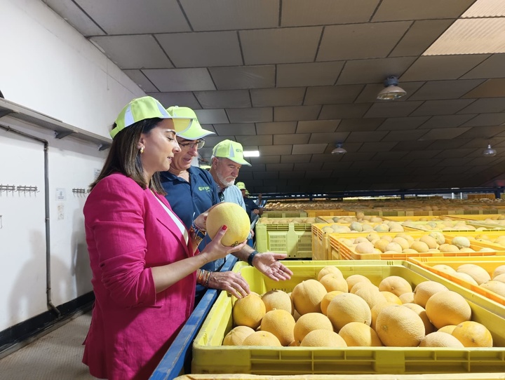 Imagen del artículo La producción de melón en la Región de Murcia crece un ocho por ciento y se espera alcanzar 160.000 toneladas en la actual campaña