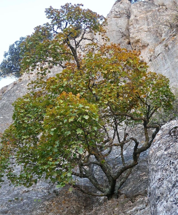 El arce granadino (Acer granatense) es una de las especies catalogadas en peligro de extinci&oacute;n.