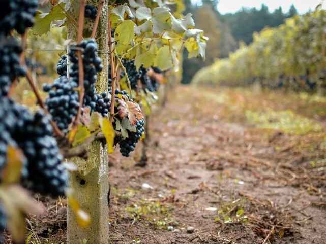 La convocatoria beneficiar&aacute; a unos 160 viticultores