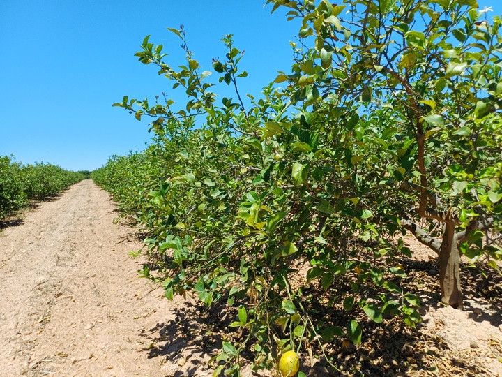 Imagen de un campo de limoneros.