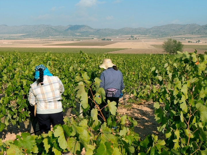 Trabajo en el campo en un vi&ntilde;edo (foto de archivo).