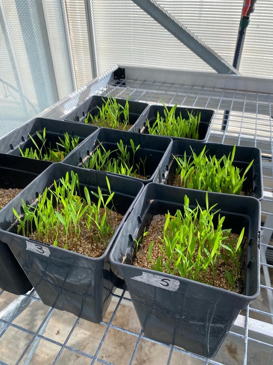 Ensayos en vivero forestal con plantas inoculadas para evaluar la eficacia de los hongos micorr&iacute;cicos.&nbsp;