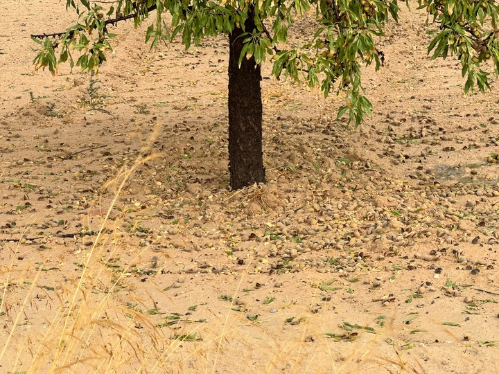 Imagen de los efectos de la tormenta en un almendro el pasado lunes