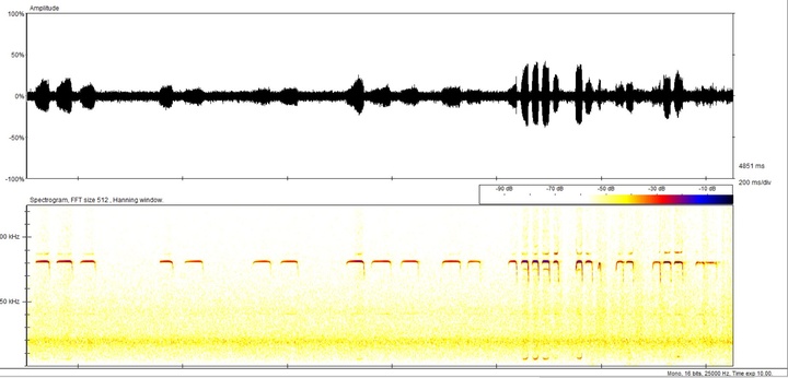 Sonograma de muestreo de murci&eacute;lagos en la Cueva de La Morra de la Mina, Sierra del Carche.