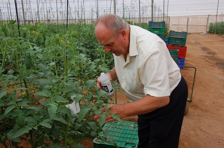 Experiencias para el control de plagas en cultivos de tomate