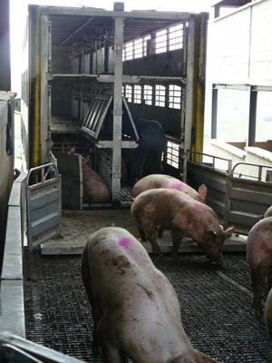 Agricultura formará a los trabajadores del sector ganadero para fomentar el bienestar animal en el transporte