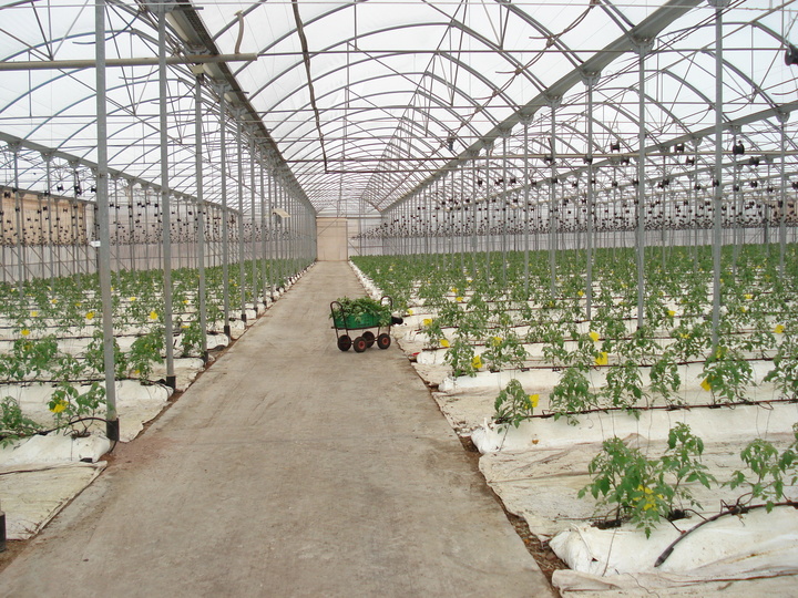 Agricultura estima que habrá que adaptar el exitoso modelo europeo de la cogeneración a las peculiaridades de Murcia