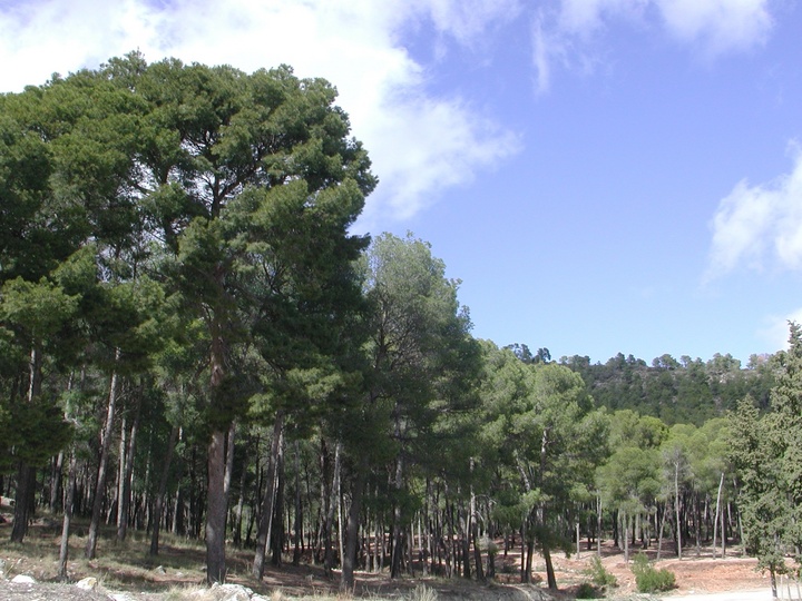 Jornada sobre planificación forestal (2)