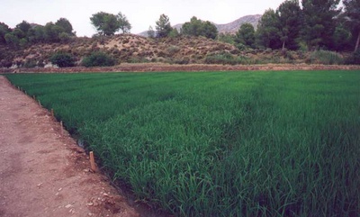 Ensayos de cultivo de arroz