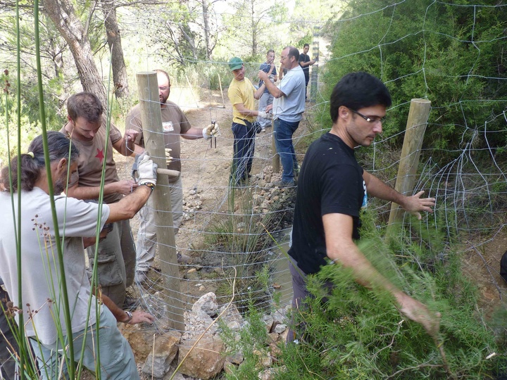 Agricultura favorece la expansión del sapo partero bético (2)