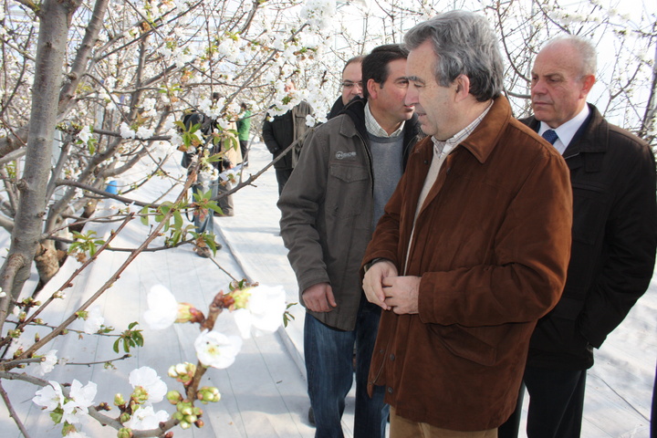Cerdá comprueba el estado de floración de los cerezos del invernadero de la Finca Toli en Jumilla